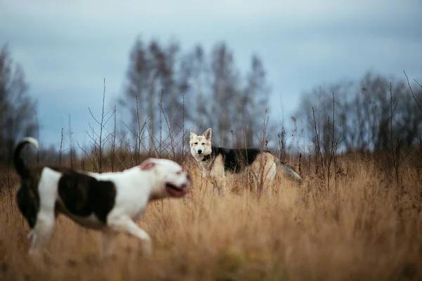 Understanding the Safety of Hydrogen Peroxide for Dogs